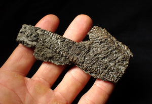 Detailed 3D crinoid multi-stem fossil (100 mm)