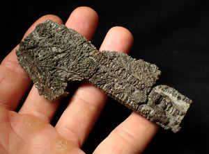 Detailed 3D crinoid multi-stem fossil (100 mm)