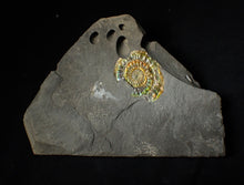 Load image into Gallery viewer, 36 mm rainbow iridescent Caloceras display ammonite fossil
