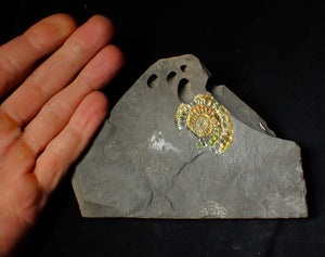 36 mm rainbow iridescent Caloceras display ammonite fossil