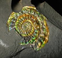 Load image into Gallery viewer, 36 mm rainbow iridescent Caloceras display ammonite fossil
