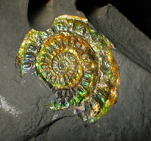 36 mm rainbow iridescent Caloceras display ammonite fossil