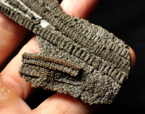 Detailed 3D crinoid multi-stem fossil (100 mm)