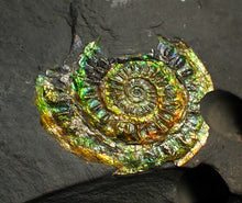 Load image into Gallery viewer, 36 mm rainbow iridescent Caloceras display ammonite fossil
