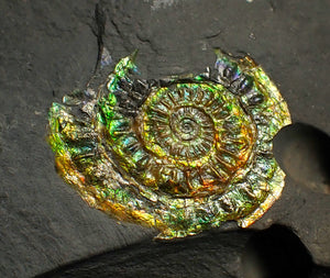 36 mm rainbow iridescent Caloceras display ammonite fossil