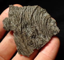 Load image into Gallery viewer, Detailed 3D pyritised crinoid head fossil (60 mm)
