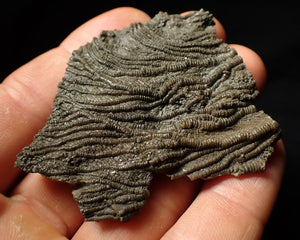 Detailed 3D pyritised crinoid head fossil (60 mm)