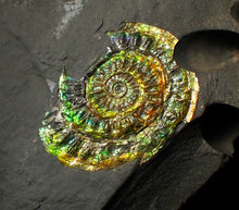 Load image into Gallery viewer, 36 mm rainbow iridescent Caloceras display ammonite fossil
