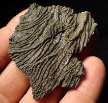 Load image into Gallery viewer, Detailed 3D pyritised crinoid head fossil (60 mm)
