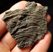 Load image into Gallery viewer, Detailed 3D pyritised crinoid head fossil (60 mm)
