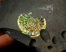 Load image into Gallery viewer, 36 mm rainbow iridescent Caloceras display ammonite fossil
