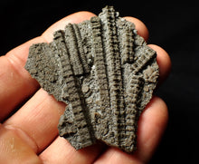 Load image into Gallery viewer, Detailed 3D pyritised crinoid head fossil (60 mm)
