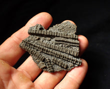 Load image into Gallery viewer, Detailed 3D pyritised crinoid head fossil (60 mm)
