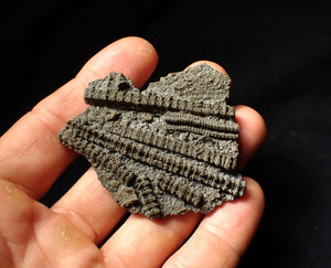 Detailed 3D pyritised crinoid head fossil (60 mm)