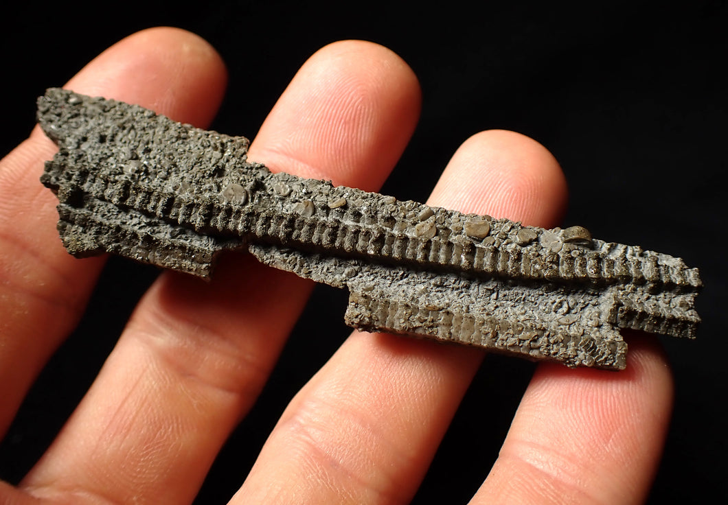 Detailed 3D crinoid multi-stem fossil (86 mm)