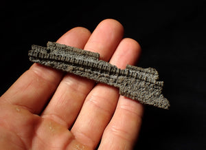 Detailed 3D crinoid multi-stem fossil (86 mm)