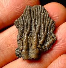 Load image into Gallery viewer, Detailed juvenile crinoid fossil head (32 mm)
