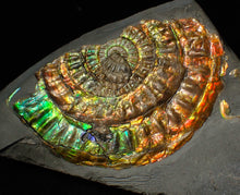 Load image into Gallery viewer, Rainbow iridescent Caloceras ammonite fossil display piece 80mm
