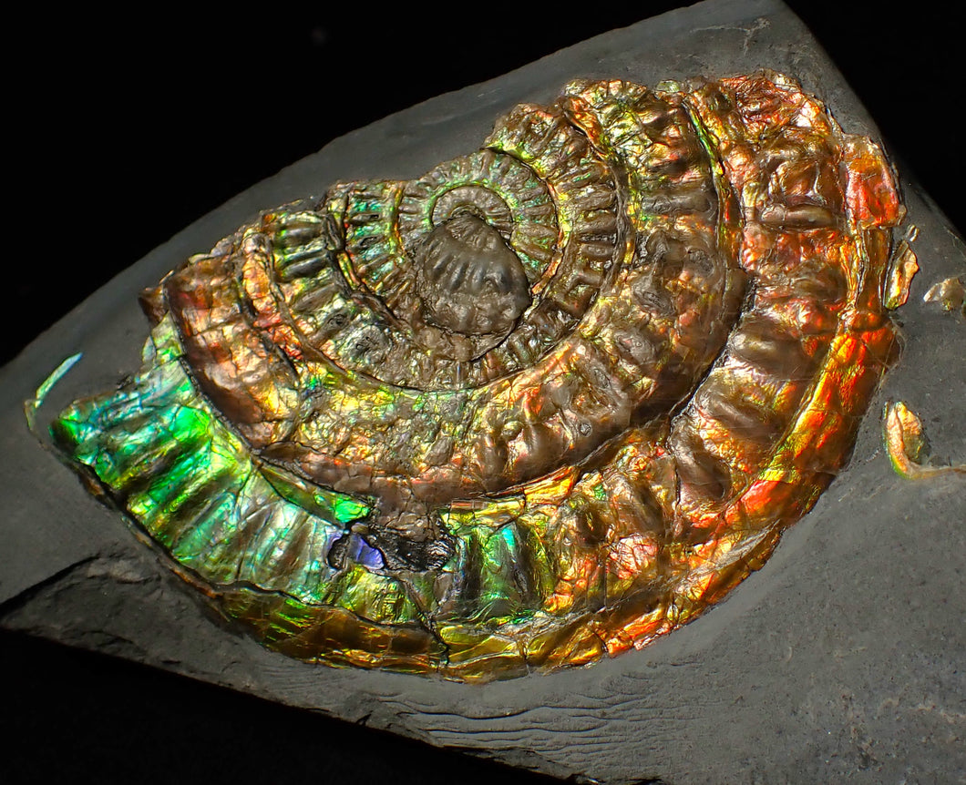 Rainbow iridescent Caloceras ammonite fossil display piece 80mm