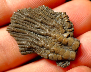 Detailed juvenile crinoid fossil head (32 mm)