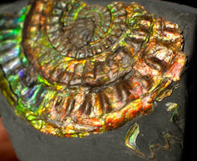 Load image into Gallery viewer, Rainbow iridescent Caloceras ammonite fossil display piece 80mm
