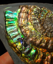 Load image into Gallery viewer, Rainbow iridescent Caloceras ammonite fossil display piece 80mm
