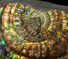 Load image into Gallery viewer, Rainbow iridescent Caloceras ammonite fossil display piece 80mm
