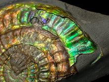 Load image into Gallery viewer, Rainbow iridescent Caloceras ammonite fossil display piece 80mm
