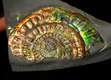 Load image into Gallery viewer, Rainbow iridescent Caloceras ammonite fossil display piece 80mm
