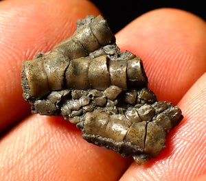 Detailed juvenile crinoid fossil head (23 mm)