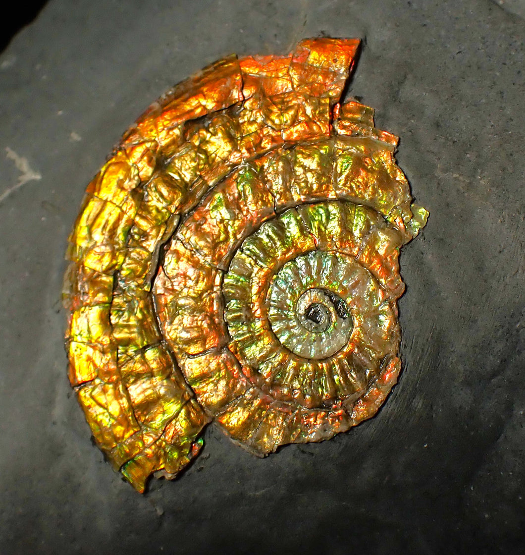 Very colourful golden iridescent Caloceras display ammonite fossil