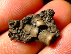 Detailed juvenile crinoid fossil head (23 mm)