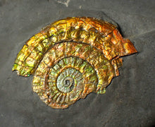 Load image into Gallery viewer, Very colourful golden iridescent Caloceras display ammonite fossil
