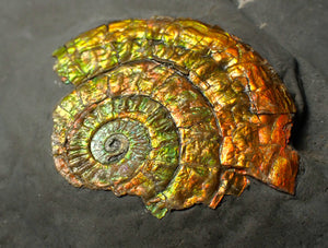 Very colourful golden iridescent Caloceras display ammonite fossil
