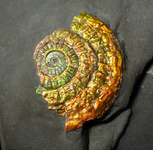 Load image into Gallery viewer, Very colourful golden iridescent Caloceras display ammonite fossil
