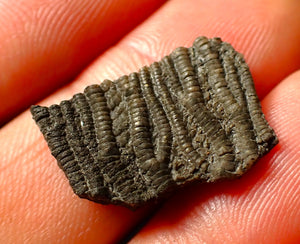 Detailed juvenile crinoid fossil head (22 mm)