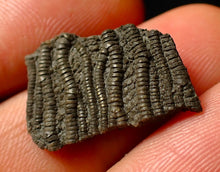 Load image into Gallery viewer, Detailed juvenile crinoid fossil head (22 mm)
