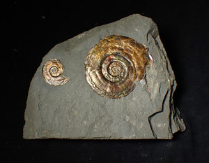 Iridescent double-Psiloceras ammonite fossil display piece