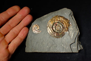 Iridescent double-Psiloceras ammonite fossil display piece