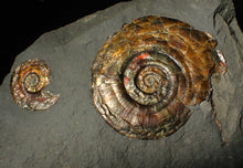 Load image into Gallery viewer, Iridescent double-Psiloceras ammonite fossil display piece
