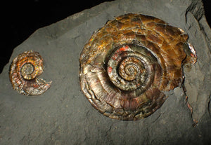 Iridescent double-Psiloceras ammonite fossil display piece