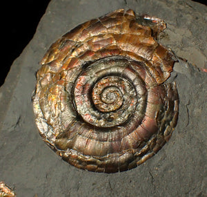 Iridescent double-Psiloceras ammonite fossil display piece