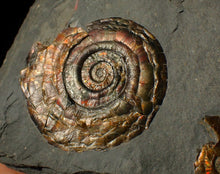 Load image into Gallery viewer, Iridescent double-Psiloceras ammonite fossil display piece
