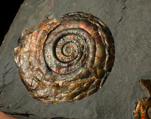 Iridescent double-Psiloceras ammonite fossil display piece