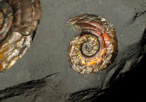 Iridescent double-Psiloceras ammonite fossil display piece