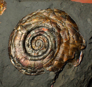 Iridescent double-Psiloceras ammonite fossil display piece