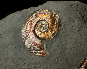 Iridescent double-Psiloceras ammonite fossil display piece