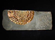 Load image into Gallery viewer, Rainbow iridescent Caloceras ammonite fossil display piece 97mm
