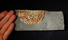 Load image into Gallery viewer, Rainbow iridescent Caloceras ammonite fossil display piece 97mm
