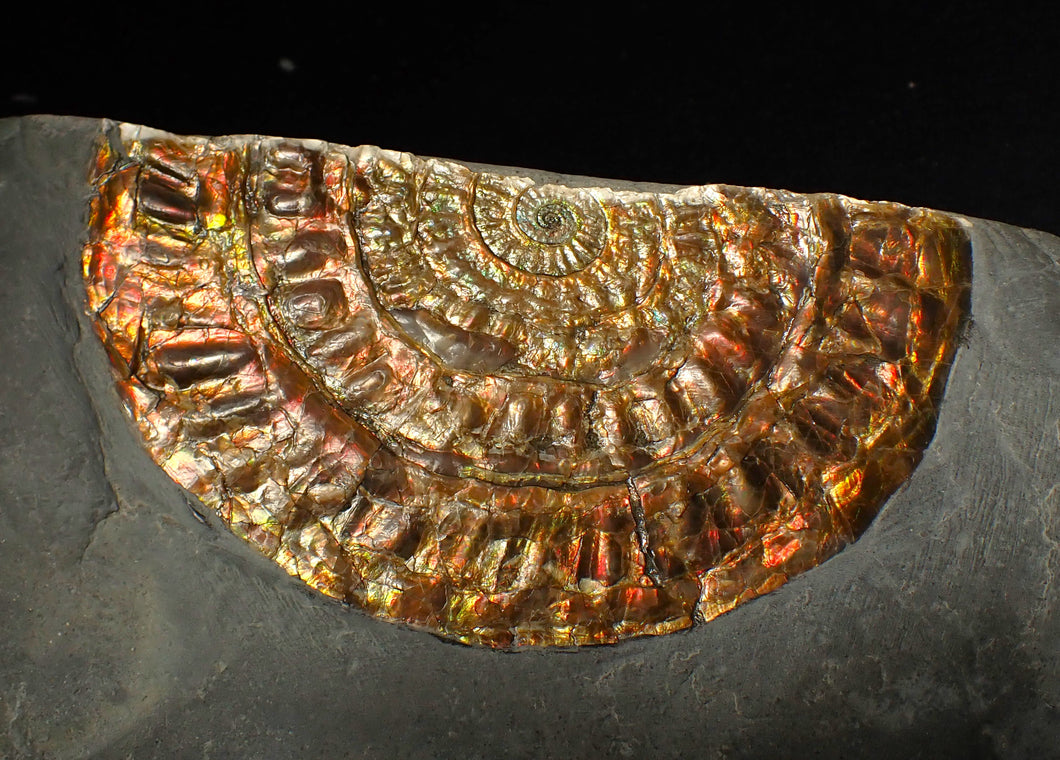 Rainbow iridescent Caloceras ammonite fossil display piece 97mm